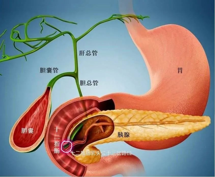 膽囊結石與胰腺炎之間那不得不說的“秘密”